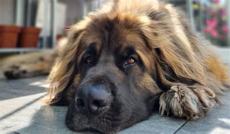 Leonberger Guide Exercise Needs Stories And Tips Borrowmydoggy