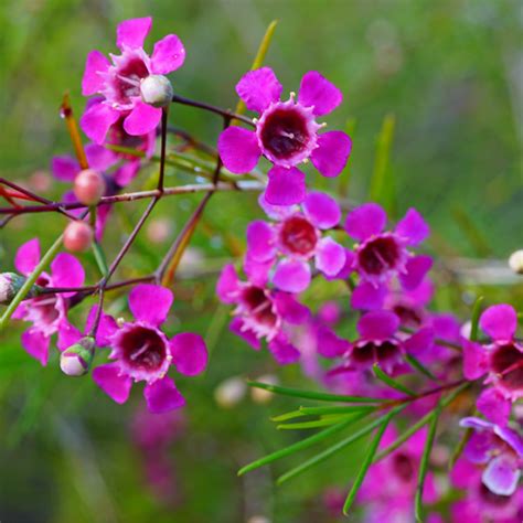 Chamelaucium Wax Flower Purple Pride Garden Express