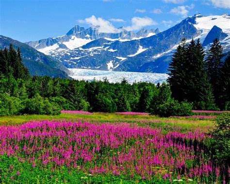 Alaska Lupine Flowers Mountains Meadow Trees Nature Landscape