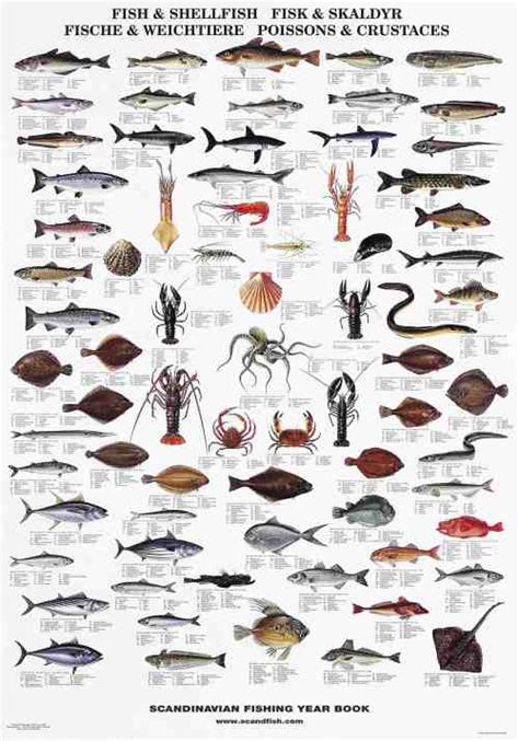 La Tene Maps Fish And Shellfish Of The North Atlantic