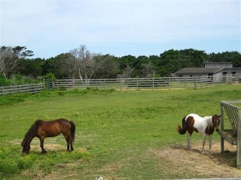 Ocracoke Pony Pens 2021 All You Need To Know Before You Go With