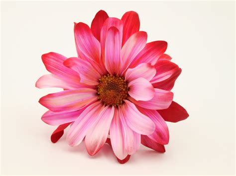 Rosas hd 1024x768 - imagenes - wallpapers gratis ...