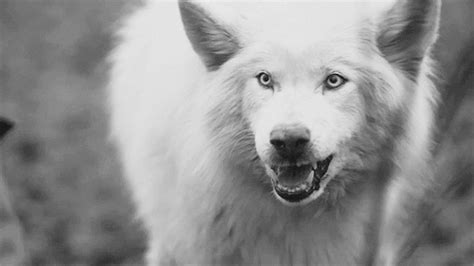 White Wolf Tails High Stand Tall And Snarl Fascinating Pictures Of