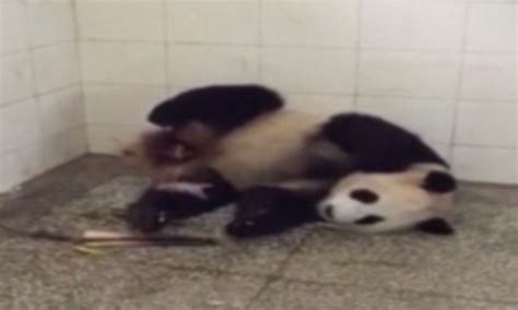 Giant Panda Qianqian Gives Birth In Video