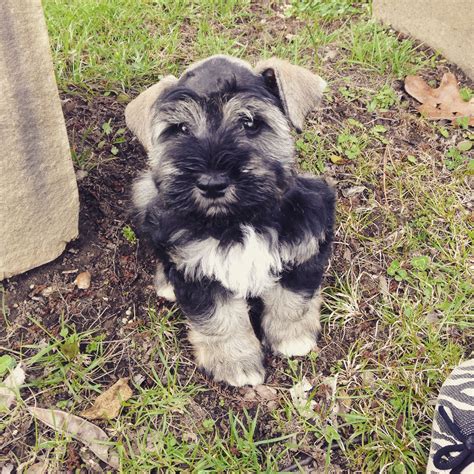 Check spelling or type a new query. My 9 week old miniature schnauzer, Winchester. He is a ...