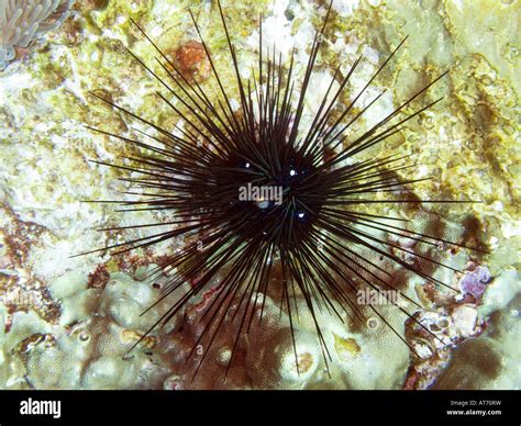 Black Spiny Sea Urchin Diadema Setosum February 3 2008 Surin Islands