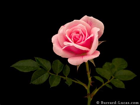 Pink Rose Burrard Lucas Photography