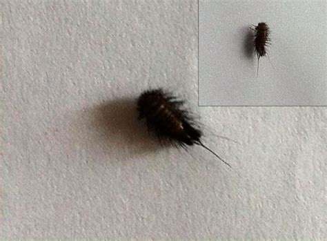 We regularly post tips and information about your carpet, rugs, upholstery, and tile and grout so please visit us often. Carpet Beetle Larva from Turkey - What's That Bug?