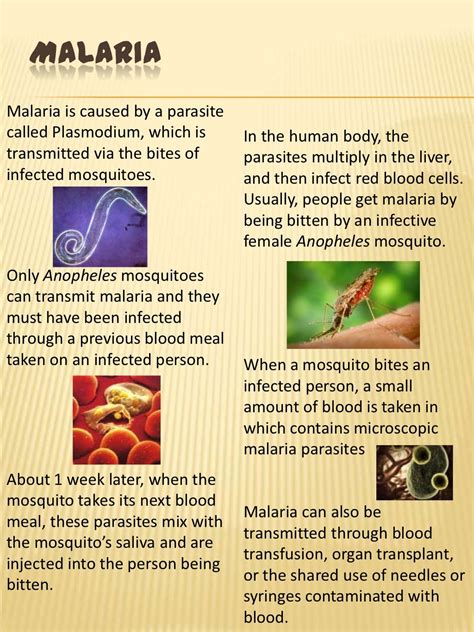 Malaria Powerpoint
