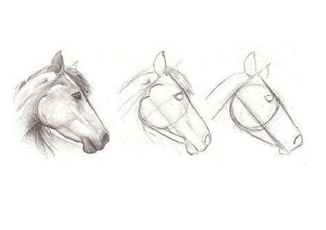 Cómo Dibujar Un Caballo 7 Pasos Talento Horse