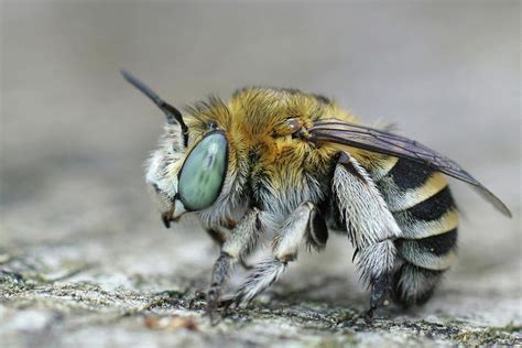 A Lateral Close Up Of A Female Digger Bee From The Gard France