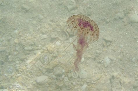 Purple Striped Jellyfish Pelagia Noctiluca Blog The Beach