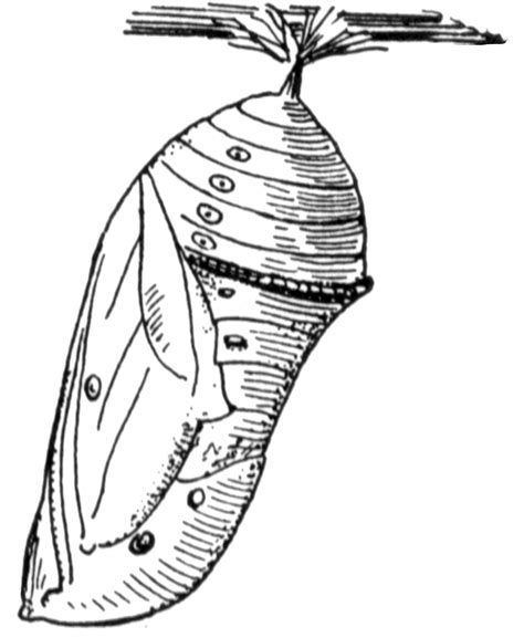 Check out more of our animal coloring pages and share them with friends. Chrysalis Clipart | Wallpapers Gallery