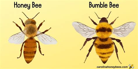 Honey Bees Vs Bumble Bees A Closer Look Carolina Honeybees