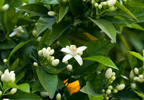 national orange blossom day 2023 june 27 2023 year in days