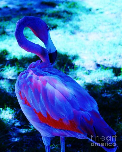 Blue Flamingo Photograph By Dawn Downour