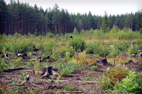 Russian Boreal Forests Undergoing Vegetation Change The Archaeology