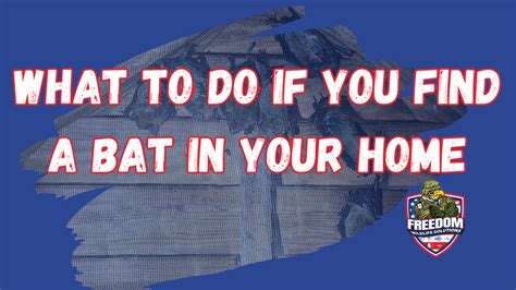 What To Do If You Find A Bat In Your Home