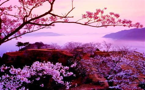 Sakura Tree Desktop Background 2560x1600 Download Hd Wallpaper