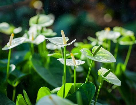 White Anthurium Blooming In A Tropical Gardenflamingo Flower Stock