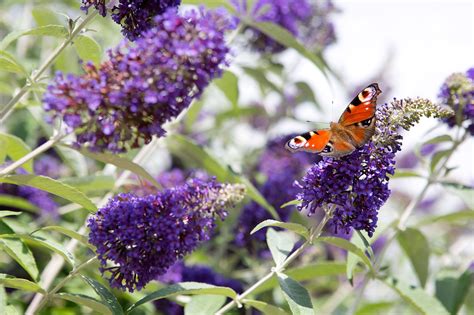 The 10 best plants for bees and butterflies the plant listed below are available from crocus, just put the plant name below into the search box and many varieties are available. Best shrubs for butterflies | Plants for bees, Flowers for ...