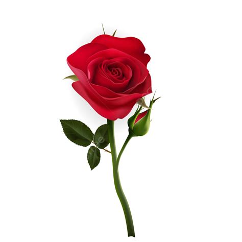 Rose Clipart Flower Png Vector Photo 3616 Takepng Dow