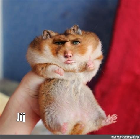 Create Meme Hamsters Hamsters Hamster Meme Pictures Meme