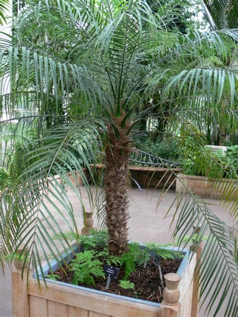 Indoor Palm Trees Types How To Grow Them Install It Direct