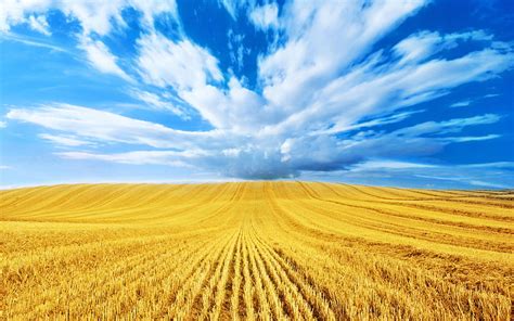 Golden Harvest Gold Harvest Wheat Fields Clouds Blue Hd