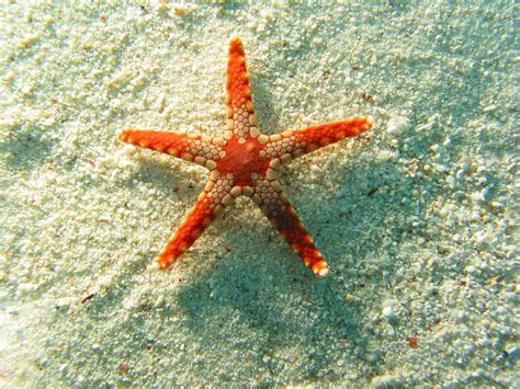 Free Download Wallpapers Starfish Wallpapers 1600x1200 For Your