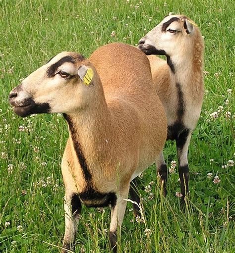 Hair Sheep Breeds With Horns Karissa France