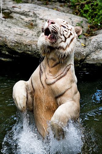Фото мое купающейся тигрицы Тара Мэй Проза ру