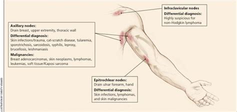 Lymphadenopathy In Pediatric Population BROWN EMERGENCY MEDICINE