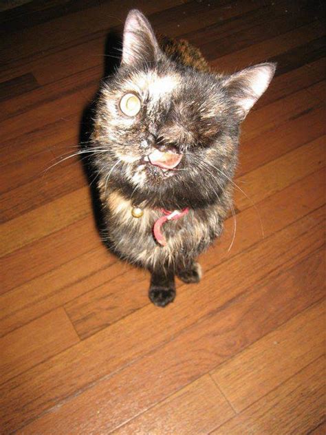 Your cat may have lost a tooth (or more than one tooth) for any of the following reasons your cat can experience an injury that has led to his tooth becoming loose and falling out. Meet Puff-Dragon, a One-Eyed Cat with a Cleft Palate Who ...