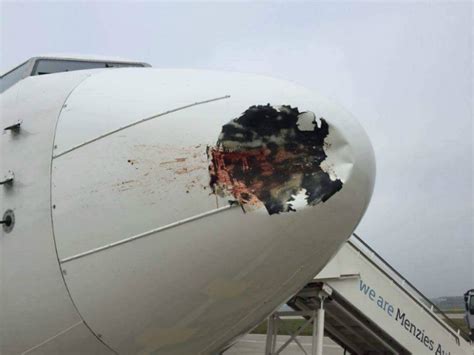 Ever Wondered What Happens When A Bird Hits A Planes Engine
