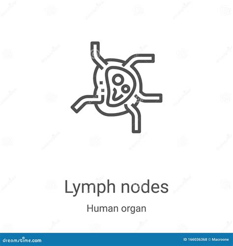 Lymph Nodes Icon Vector From Human Organ Collection Thin Line Lymph