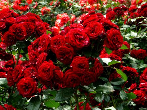 Roses Many Red Shrubs Flowers E Wallpaper 2560x1920 169616