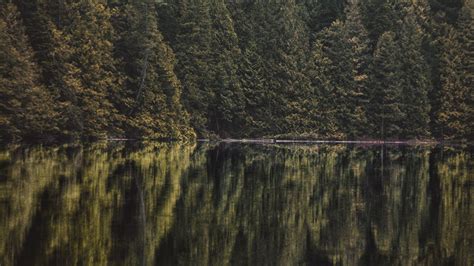 Download Wallpaper 1366x768 Lake Forest Trees Reflection Tablet