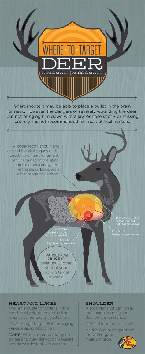 The Ultimate Guide To Deer Hunting Shot Placement From Novice To