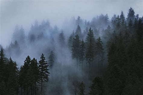 Black Forest Clouds Cloudy Cold Conifer Dawn Evergreen Fir