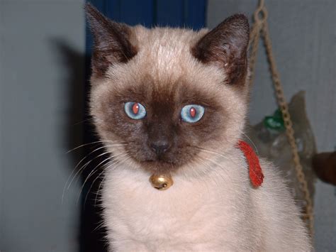 The two cats were sleeping. Siamese cats | Cute Cats
