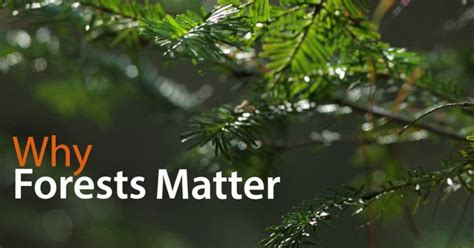 Why Forests Matter A Podcast Interview With Brian Keating Audio