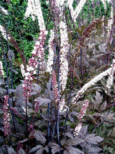 19 Best Images About Bugbane On Pinterest