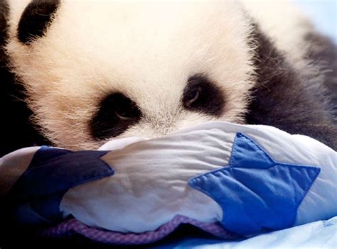 What Should The National Zoo Name Their Baby Panda