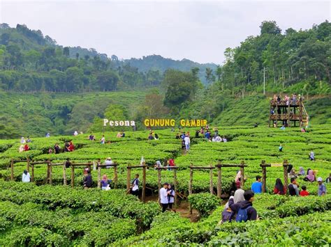 Berikut tempat wisata di jember: Kebun Teh Gunung Gambir Jember Surga Tersembunyi Di Jawa ...