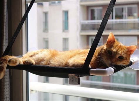 4.5 out of 5 stars. Classy Cat Window Hammock 2.0 - The Purr House