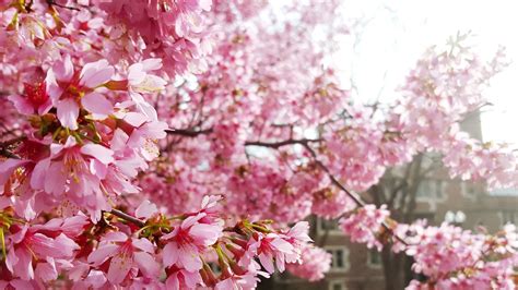 The Best Places To See Cherry Blossoms Around The World Cherry Blossom Cherry Blossom Tree