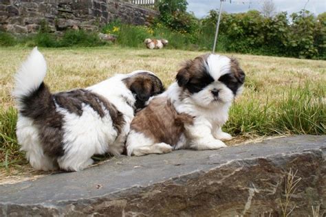 Find the perfect shih tzu puppy for sale in wisconsin, wi at puppyfind.com. Shih Tzu Puppies For Sale | Augusta, WI #202746 | Petzlover