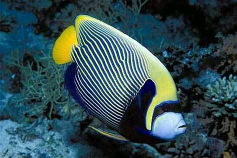 Exotic Saltwater Fish Nature Pinterest