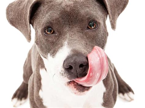 Dog Licking Its Lips A Lot